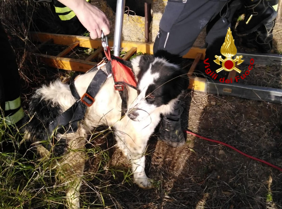 Cagnolino cade in un pozzetto: salvato dai Vigili del Fuoco