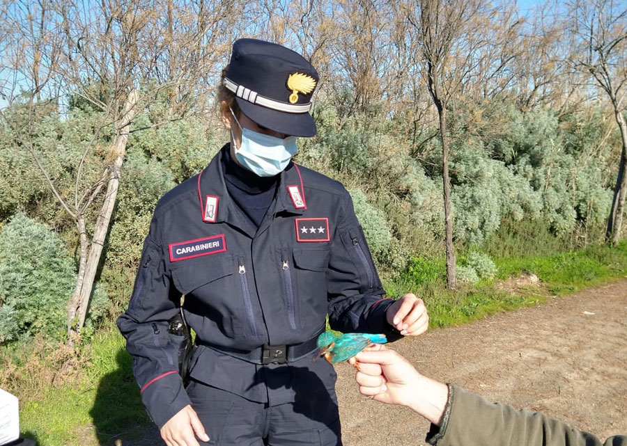 Bracconiere sorpreso in flagrante: catturava cardellini e altre specie di uccelli