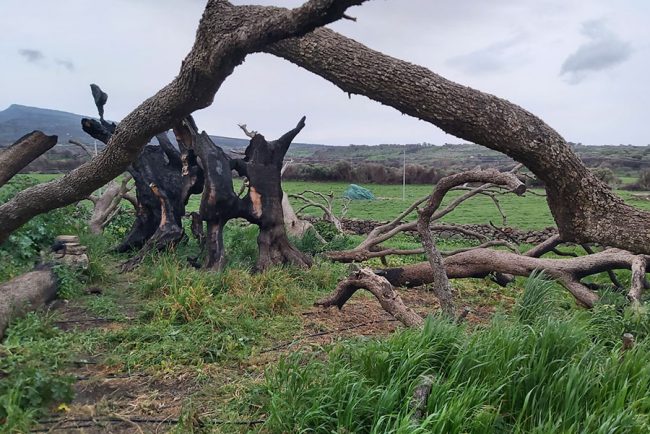 Cuglieri, i resti dell'olivastro millenario