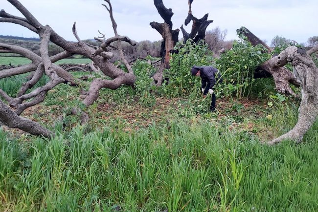 Cuglieri, i resti dell'olivastro millenario
