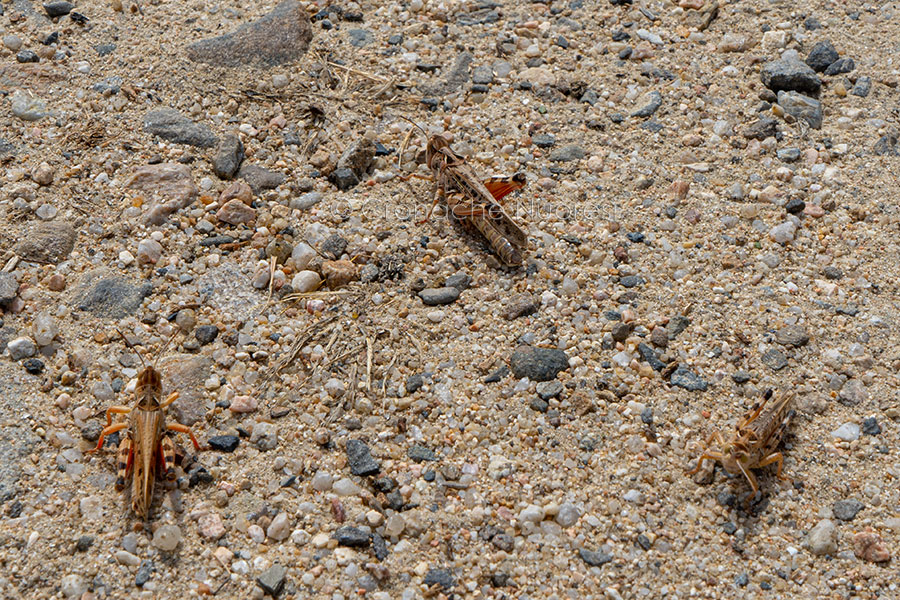 Emergenza cavallette nel Nuorese: gli esperti della FAO plaudono al lavoro della Regione