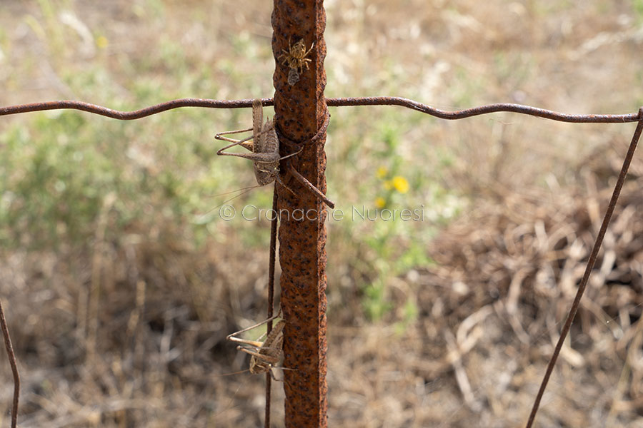 Entra nel vivo la lotta contro le cavallette: la Regione stanzia quasi 4 milioni di euro
