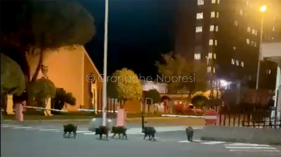 Nuoro. Cinghiali e incidenti in aumento: In due anni i sinistri sono triplicati