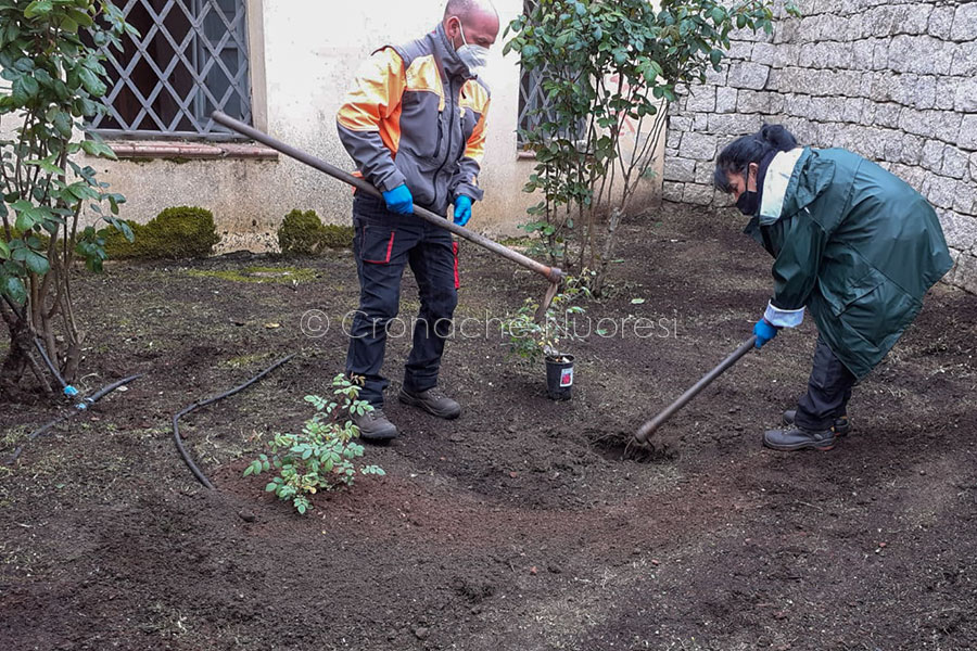 Nuoro. “La Rosa per Grazia” messa a dimora nei giardini davanti alla casa del premio Nobel