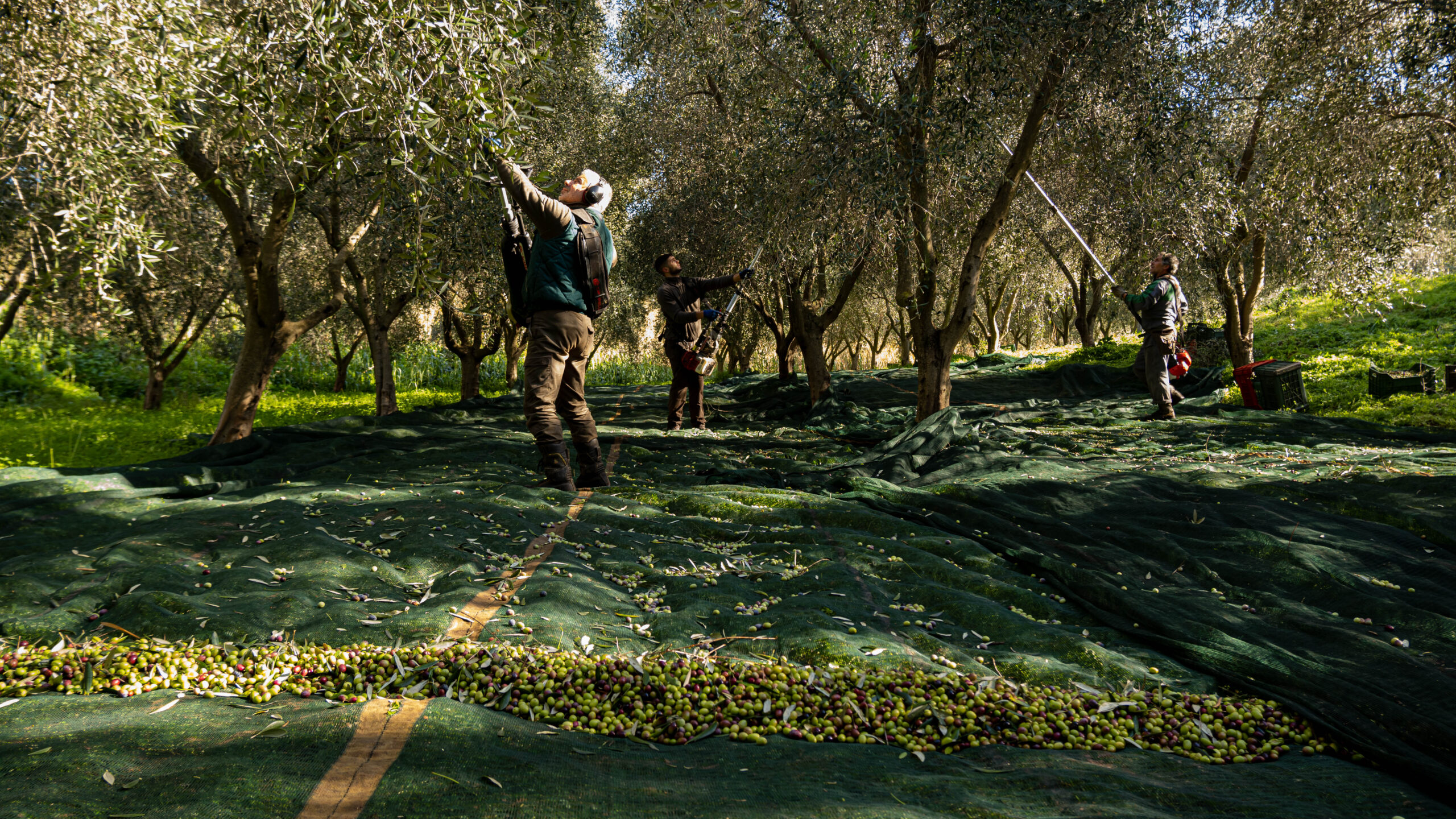 Il Gambero Rosso premia con le “Tre Foglie” sei oli extravergini sardi