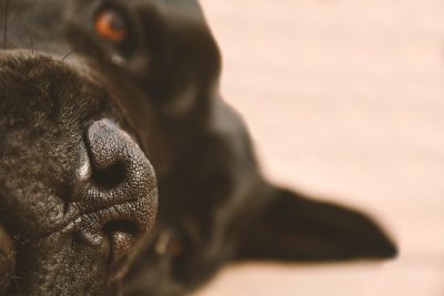 Un cane (immagine simbolo)