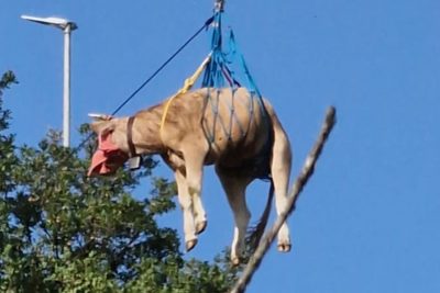 La mucca dopo il salvataggio
