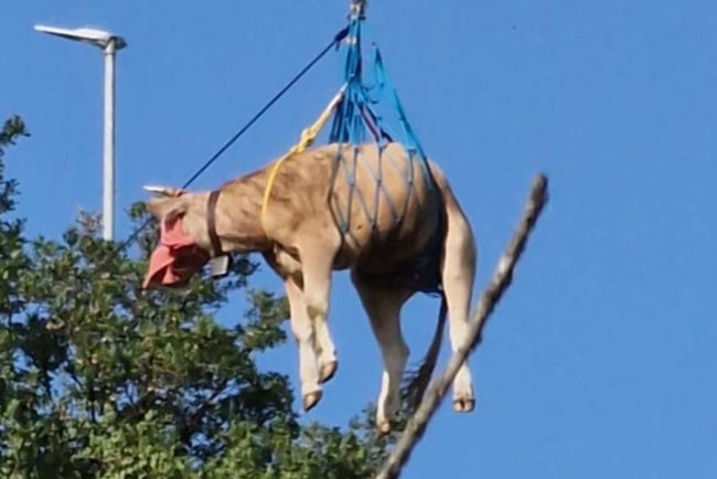 La mucca dopo il salvataggio