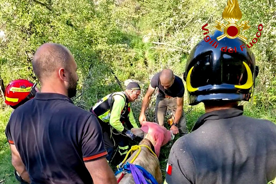 Orgosolo. Mentre partorisce, una mucca precipita in un anfratto col vitellino: lei salvata dai Vigili del fuoco, lui morto – VIDEO