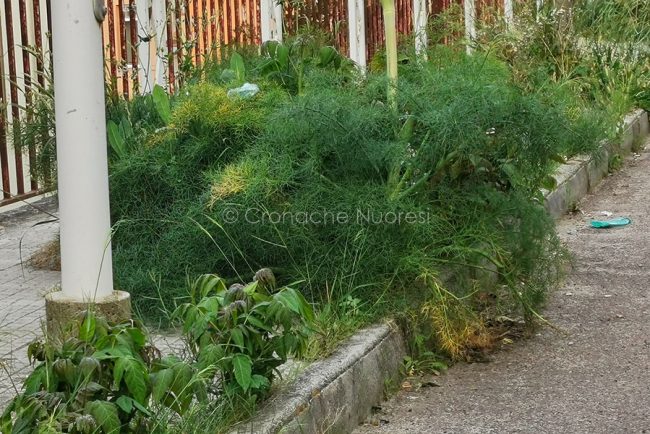 Nuoro, marciapiedi invasi dalle erbacce (foto S.Novellu)