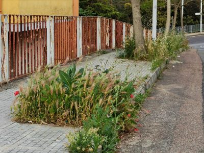 Nuoro, marciapiedi invasi dalle erbacce (foto S.Novellu)