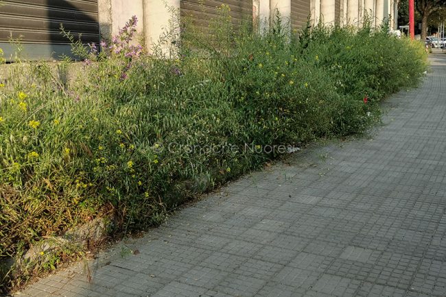 Nuoro, marciapiedi invasi dalle erbacce (foto S.Novellu)
