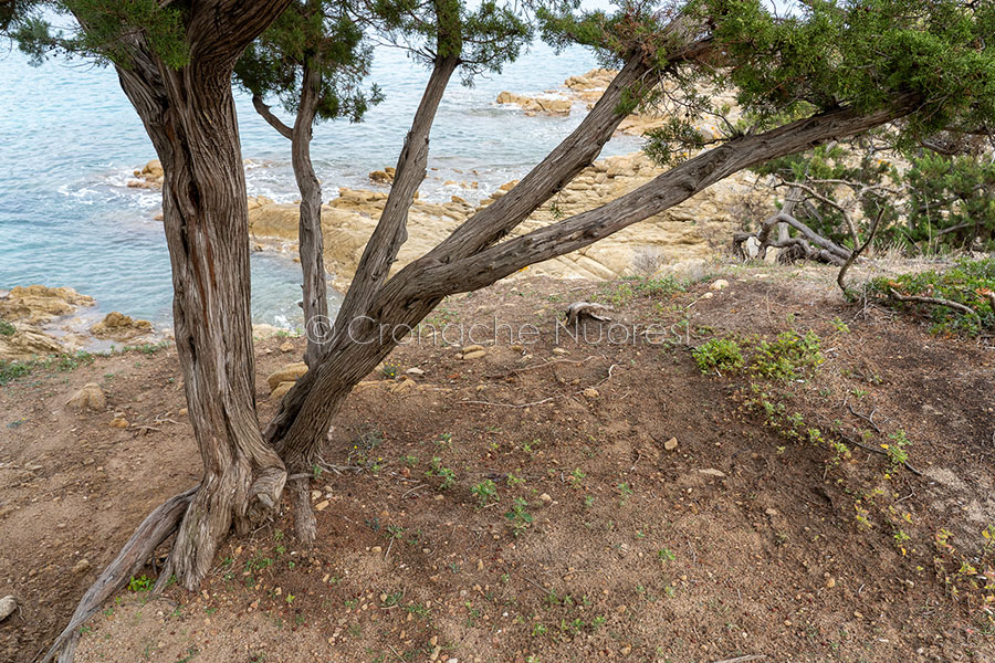 Orosei. Blitz nelle pinete: sanzionati una settantina di camperisti abusivi