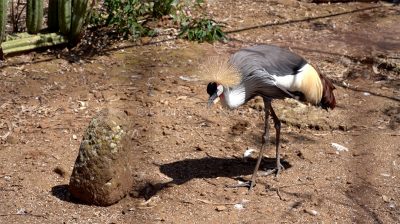 Uno dei volatili del Parco degli uccelli di Scano (foto S.Novellu)