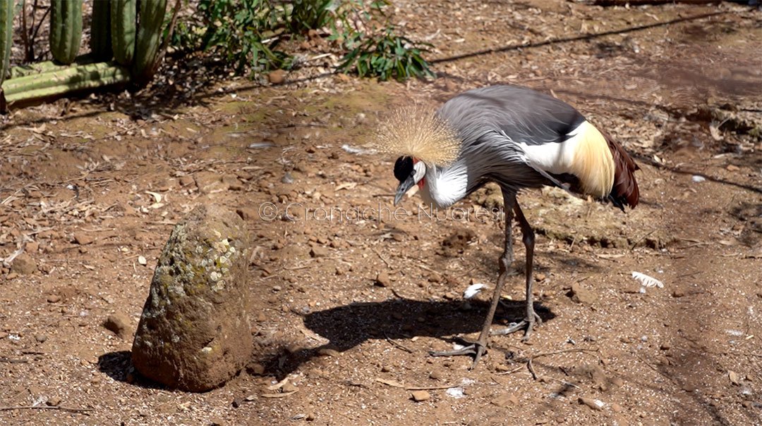 Pugno duro in Sardegna: tolleranza zero e Carabinieri nei ristoranti contro la selvaggina illegale