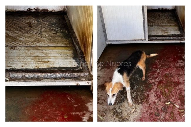 Alcuni scorci del canile di Nuoro