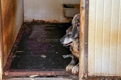 Due cani del canile di Nuoro