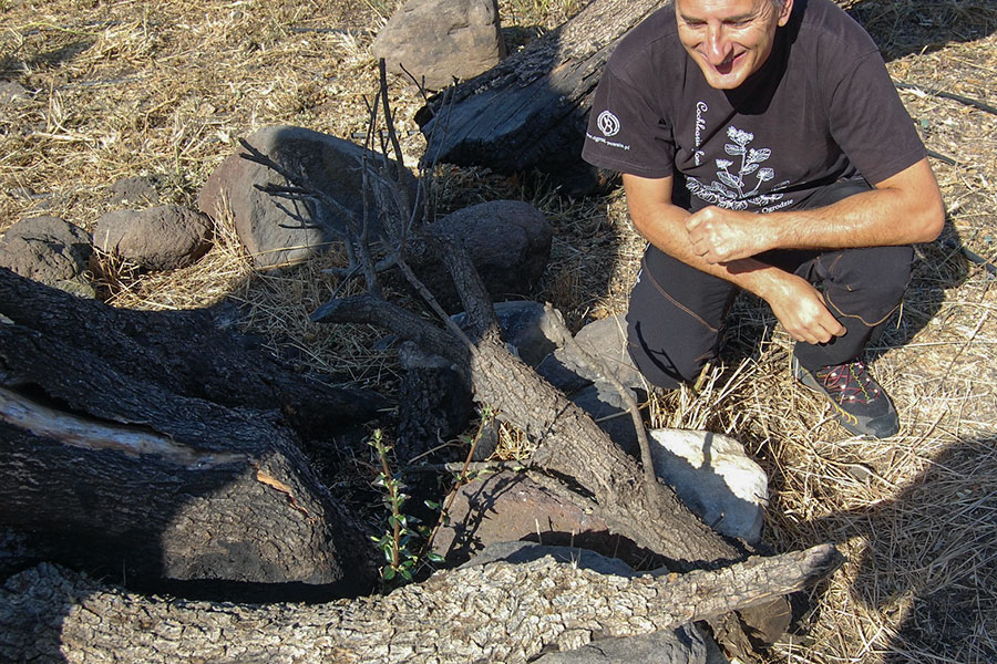L’olivastro millenario di Cuglieri, bruciato nell’incendio dell’estate scorsa, è vivo e sta germogliando