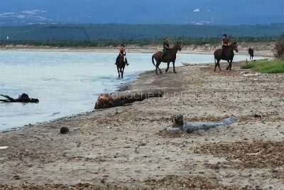 Cavalli in spiaggia a Is Benas (foto S.Novellu)