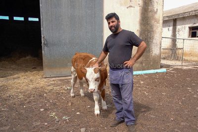 Eliseo Farini, allevatore di Scano Montiferro (foto S.Novellu)