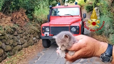 Il gattino dopo essere stato liberato