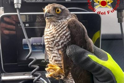Il rapace salvato dai Vigili del fuoco