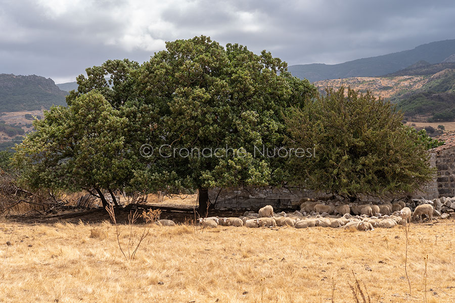 Agricoltori sardi in ginocchio. Coldiretti: “Sbloccate subito i fondi dello Sviluppo Rurale”