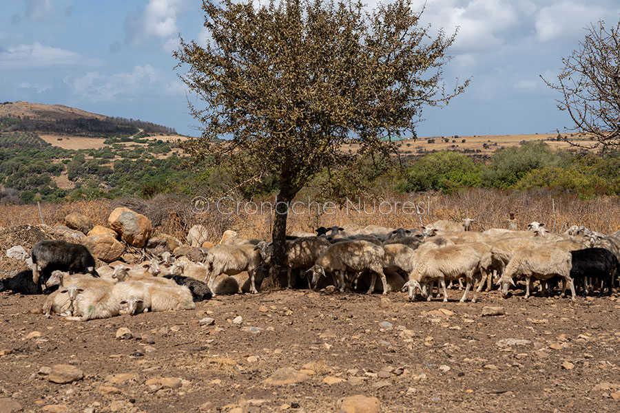 I pastori chiedono 115milioni di euro alla Regione per compensare le decurtazioni sulla PAC