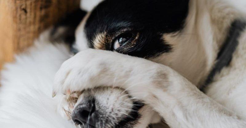 Spara contro il suo cane e lo ferisce gravemente