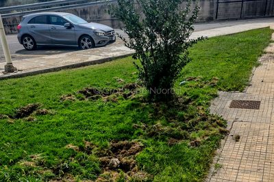 Il prato dell'ospedale San Francesco devastato dai cinghiali