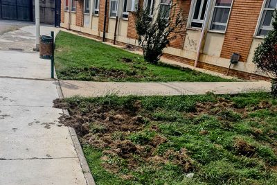 Il prato dell'ospedale San Francesco devastato dai cinghiali
