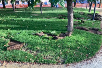 Nuoro, il prato devastato dai cinghiali in piazza Veneto