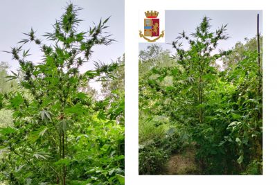 Una delle piante di marijuana scoperte a Oniferi
