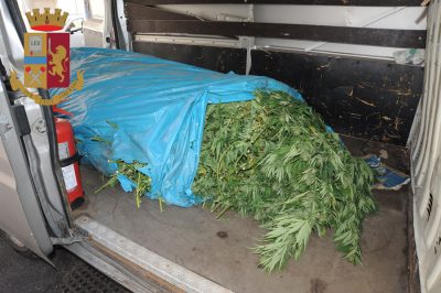 La marijuana rinvenuta a Marreri