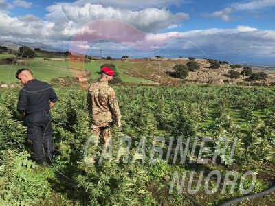 I Carabinieri all'interno della piantagione a Macomer