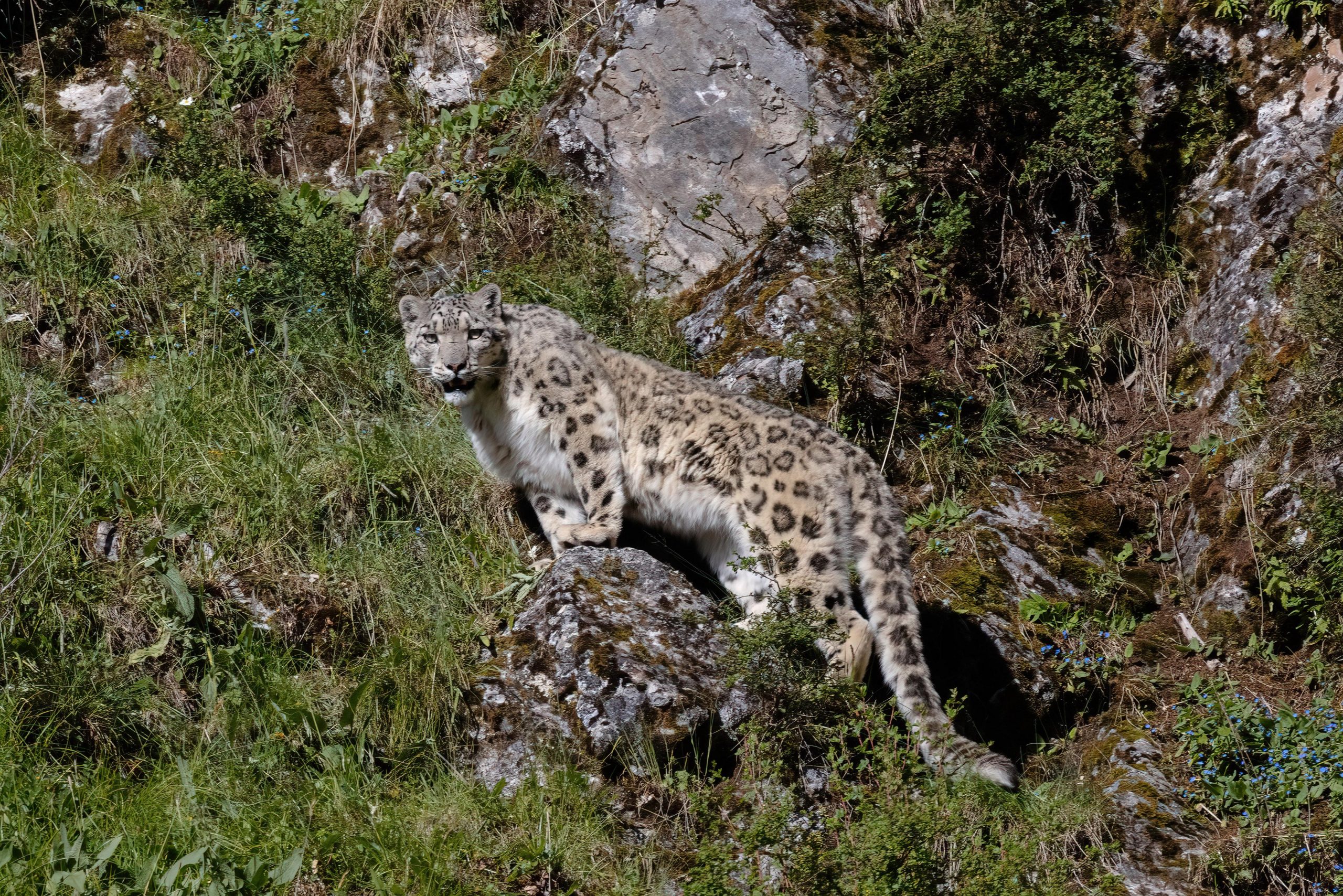 Cina: nord-ovest, salvato un leopardo delle nevi intrappolato