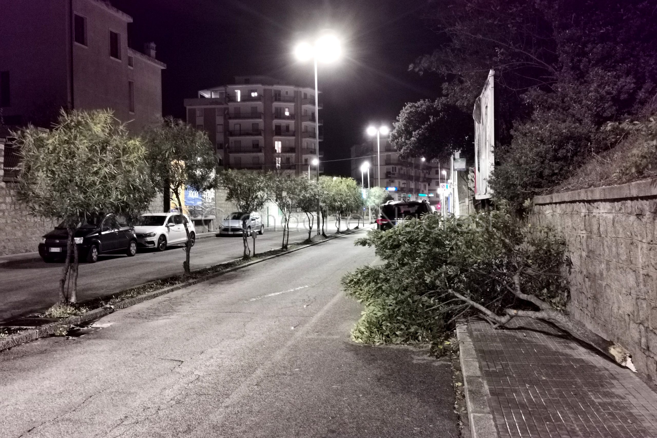 Maltempo. Nuoro. Grosso ramo strappato dal vento in via Brigata Sassari