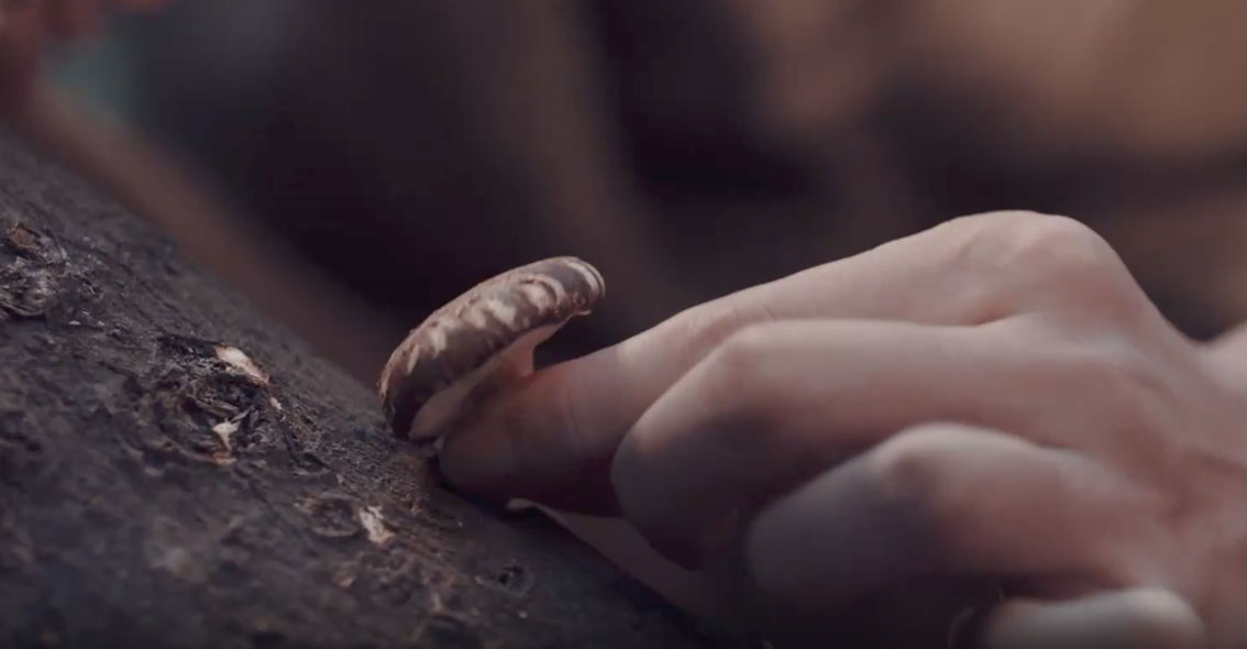 Padre e figlia intossicati da funghi velenosi finiscono a in ospedale