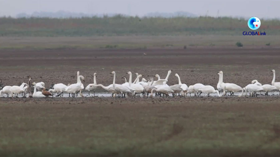 Cina: lago Poyang, istituita biblioteca sugli uccelli migratori – VIDEO