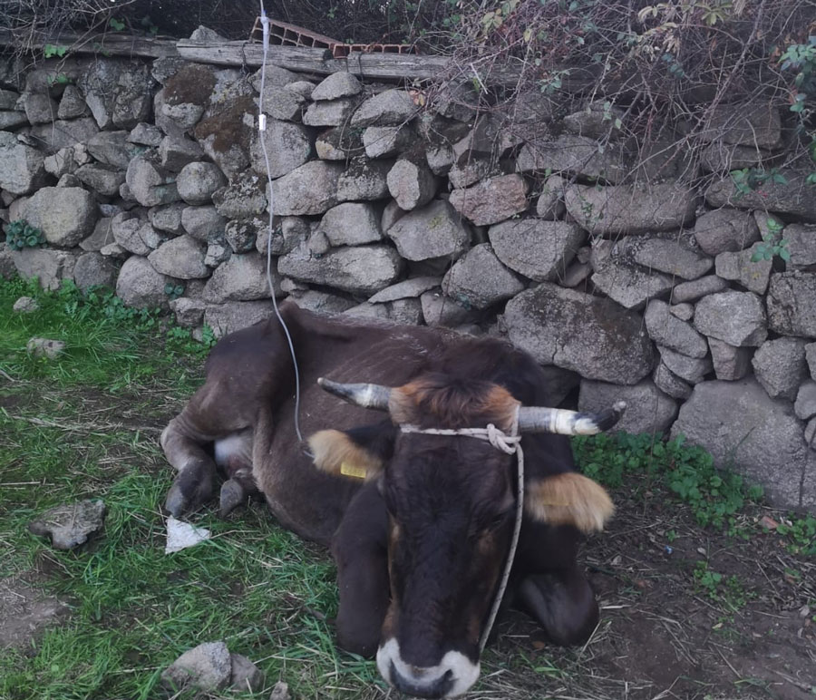 Malattia emorragica del cervo: ancora 7.800 allevatori bloccati