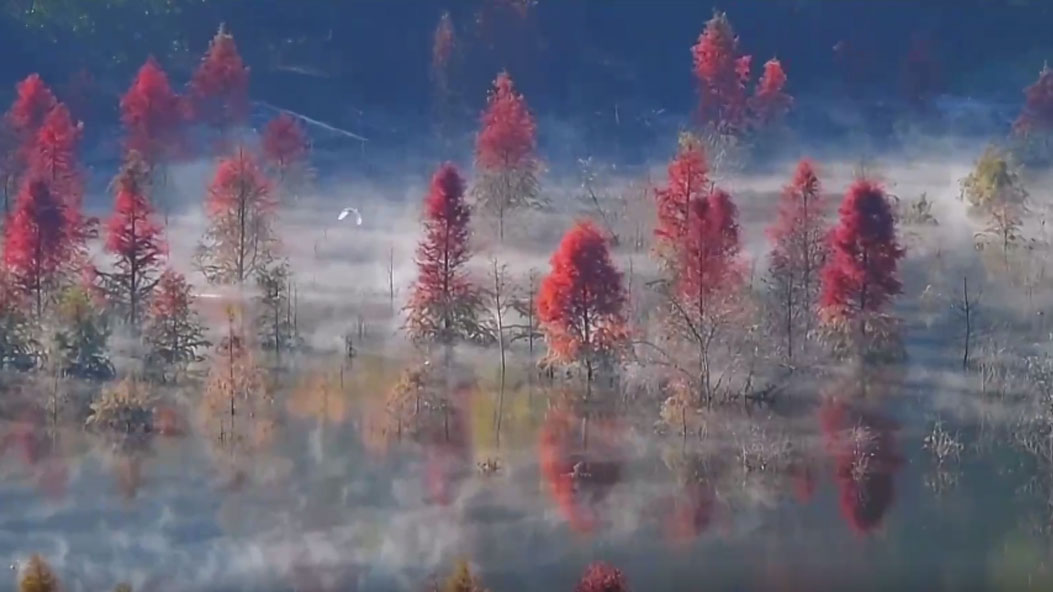 Cina: conferenza Onu su biodiversità, invito a cercare un compromesso – VIDEO