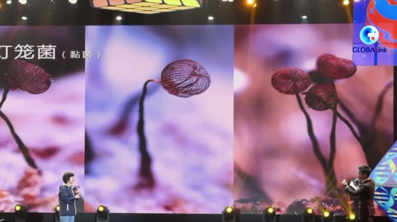 Cina: il Pineapple Science Award favorisce curiosità e immaginazione – VIDEO