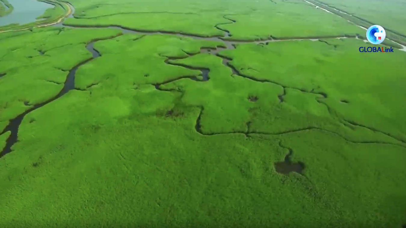 Cina: ripristino ecologia delle zone umide in una città petrolifera – VIDEO