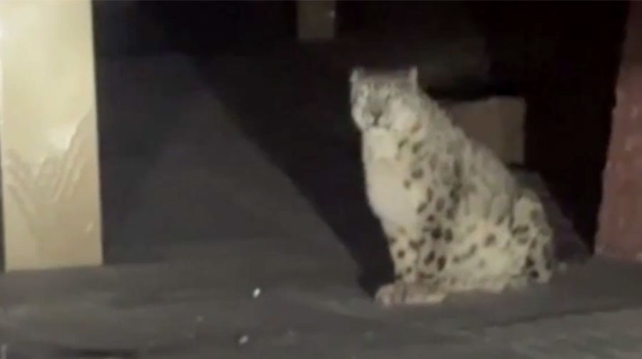Cina. Leopardo delle nevi avvistato in strada nel Qinghai – VIDEO