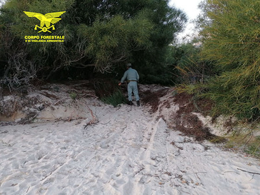 Si introduce con un trattore e un carrello nelle dune di Tuerredda per prelevare legna: denunciato