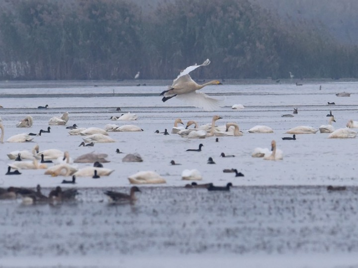 Cina: base di pesca diventa casa per gli uccelli migratori nell’Anhui