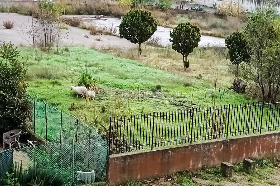 Nuoro. Pecora e agnello pronti per il macello belano nei campetti abbandonati di via Kandinsky: residenti esasperati e istituzioni indifferenti