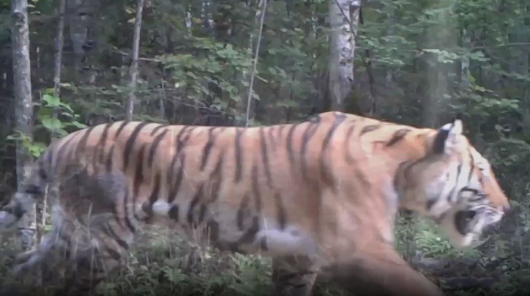 Tigri siberiane e leopardi dell’Amur filmati nella Cina nord-orientale – VIDEO