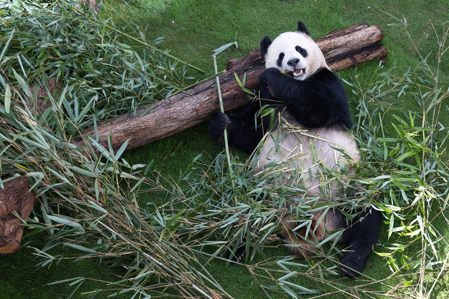 Cina: accolti panda Eimei e suoi cuccioli di ritorno dal Giappone