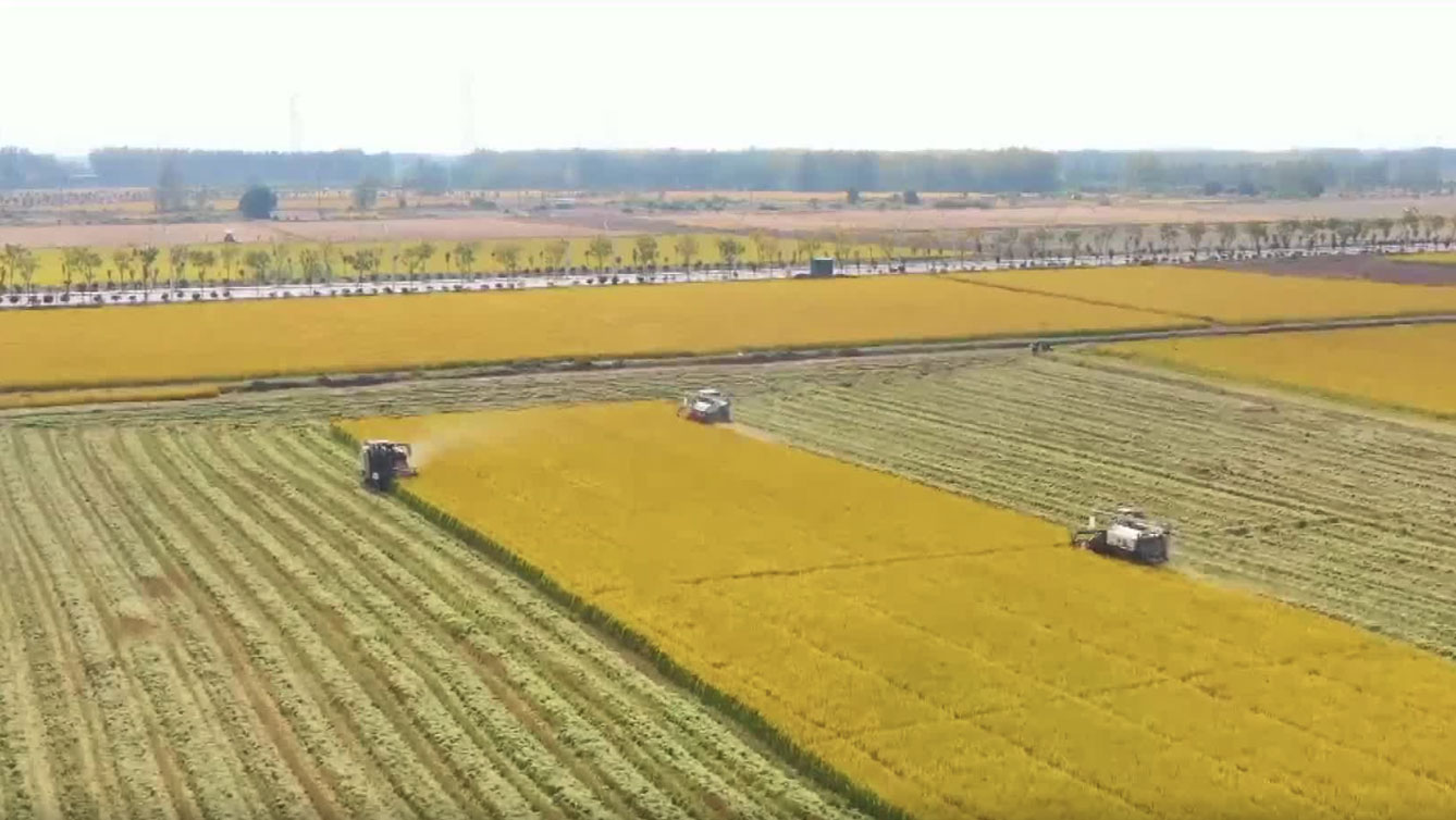 Cina. Lo Jiangsu facilita la raccolta del riso a basse emissioni – VIDEO